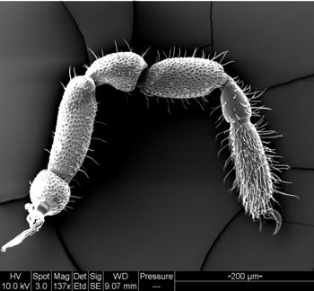Media type: image;   Invertebrate Zoology 134641